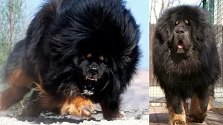 5 Most Dangerous Dog Breeds In The World.[HINDI]