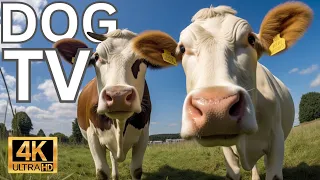 Videos for Dogs (Dog TV - 2 Hours of Cows in the field for Boredom) - Prevents Anxiety