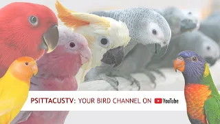 Bienvenidos a Psittacus TV | Esto es lo que vas a encontrar
