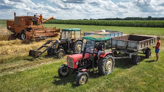 Polskie Żniwa w Klimacie lat 80' na Mazowszu | Bizon Z056 & Ursus C-330 x2 | Pszenżyto