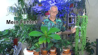 Pflanzen Pflege Spezial im Experiment Seemandelbaum, Anthurium + Sämling, Pilea, Monstera Thai GH KH
