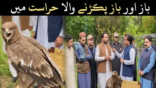 Wildlife Department. باز اور باز پکڑنے والا حراست میں