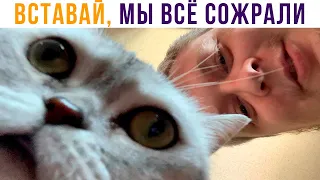 МЕМЫ ПРО МЕНЯ И МОЮ КОШКУ))) Приколы | Мемозг 789