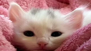 Douce Berceuse Pour Chatons Et Chiots - Musique Calmante Et Relaxante Pour Bébés Animaux - 1 Heure