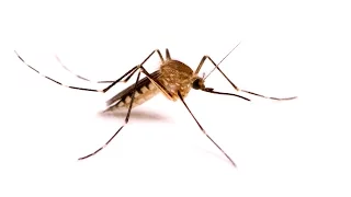 Emergence of Zika & Other Climate-Sensitive Viruses in the Americas