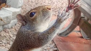 Teaching Squirrels to Play Catch