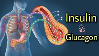 The Production of Insulin and Glucagon in Pancreatic Islets - #medical #video