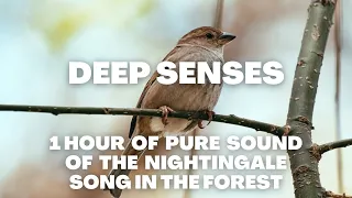 Pure Sound of the Nightingale Song in the Forest