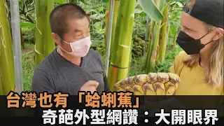 你看過「蛤蜊蕉」嗎？南投果園擁110種世界稀有香蕉　網讚嘆：大開眼界－民視新聞