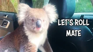 Ozzy Man Reviews: Koala in a Car