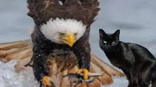 hilarious Eagle fights Cat over fish#eagles #shortsfeed