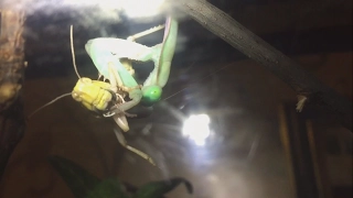 Hierodula Majuscula Giant Rain Forest Mantis, Large Winged Locust Feeding.
