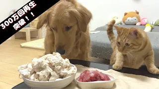 ご飯が大盛りだった時の愛犬と愛猫の反応が面白すぎるｗ