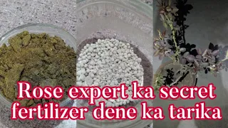 गुलाब में सरसो खली प्रयोग करने का सही तरीका/Rose expert ka bataya hua secret fertilizer