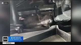 Firefighters in Buena Park rescue kitten that was trapped inside an SUV