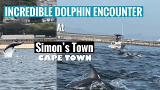 Incredible Dolphin Encounter At Simon’s Town - Cape Town