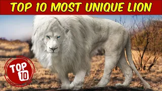 Top 10 Most UNIQUE LIONS In The World