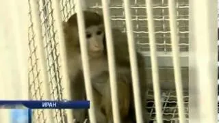 В Иране снова отправили в космос обезьяну