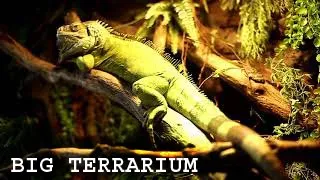 Green Iguana - Leguan Terrarium / Paludarium.sk   Gabriel Szakál