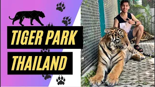 Tiger Park Thailand | What To See In Thailand | Tiger Park Of Pattaya | Adventures Of Thailand