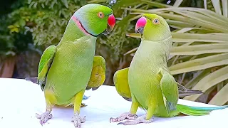 Amazing Parrots Special Collection