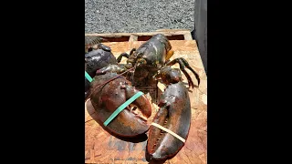 Nova Scotia lobster fishing