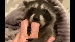 Raccoon Is Hilarious  Funny Pet Videos