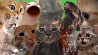 Best Cat Memes