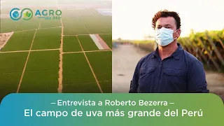 El campo de uva más grande del Perú - Entrevista a Roberto Bezerra