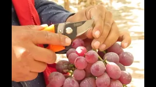 Cosecha de uva de mesa