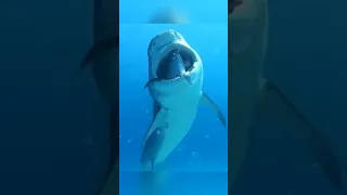 Акула подавилась своей жертвой