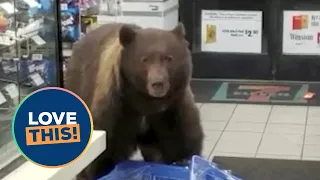 Huge brown bear enters 7-Eleven and helps itself to candy | SWNS