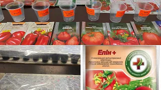 Як я висівала 218 сортів томатів?Використовувала хлоргексидин і епін.