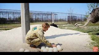 Олег Зубков   среди страусов  Тайгана !!! Крым