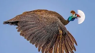 guinea fowl in Maharashtra,pune