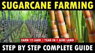 SUGARCANE FARMING / SUGARCANE CULTIVATION | Sugarcane Planting, Care, Harvesting Guide