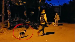 Abandoned Puppy Followed Strangers at Park... What Happened next will Melt your Heart