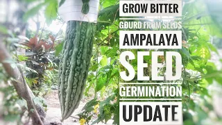 Grow Bitter Gourd From Seeds | Ampalaya Seed Germination, #Shorts