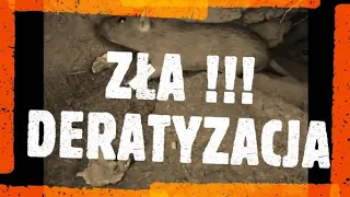 Jak zlikwidować szczury - jak pozbyć się szczurów - deratyzacja - jak przeprowadzić deratyzację