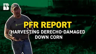Harvesting Derecho-damaged Down Corn | Beck's PFR Report