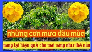 những cơn mưa đầu mùa mang lại hiệu quả cho mai vàng như thế nào