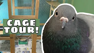 KEDLE’S NEW CAGE! | Pigeon Cage Tour and Setup!