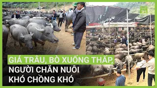 Giá trâu, bò xuống thấp, người chăn nuôi khó chồng khó | VTC16