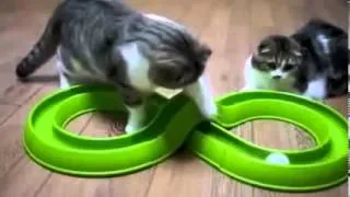 Funny Cats Compilation 20 minYear 2014