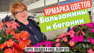 Ярмарка цветов. Бальзамины и бегонии. Знакомство с арендатором.