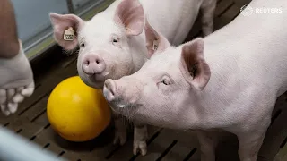WARNING: GRAPHIC CONTENT - These pigs could solve donor organ shortage