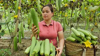 Harvest Sponge Gourd & Long Beans Goes to market sell - Build A Complete Pig Barn