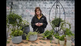 How to Care for Indoor Ivy ENGLISH GARDENS