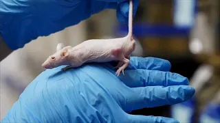 Борьба с эпидемией: ученым помогут мыши