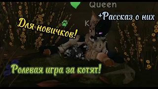 РОЛЕВАЯ ИГРА ЗА КОТЯТ **Рассказ о них ** КОТАХ ВОИТЕЛЯХ ROBLOX!